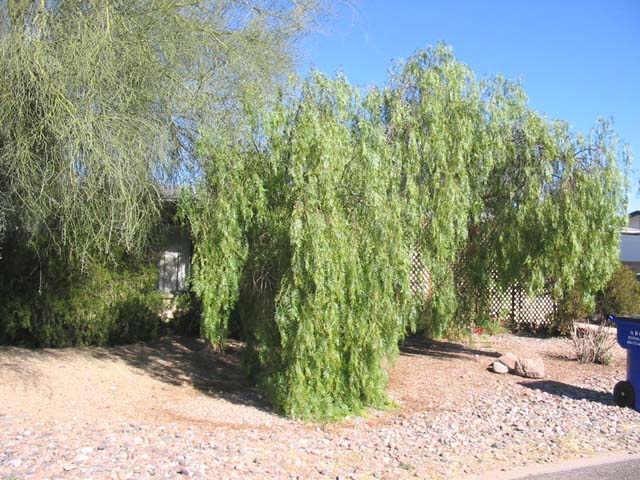 9824 E Dodge St., Mesa, AZ 85207