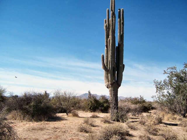 N 168 Th St. #2, Scottsdale, AZ 85262