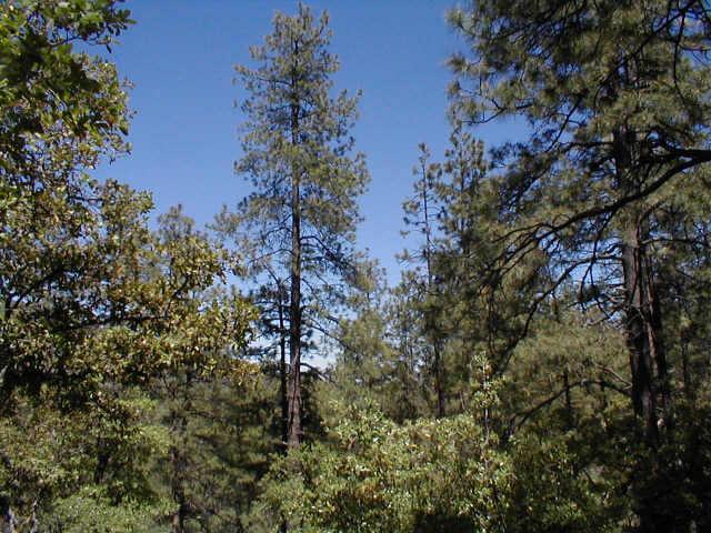 Gladiator Rd., Crown King, AZ 86343