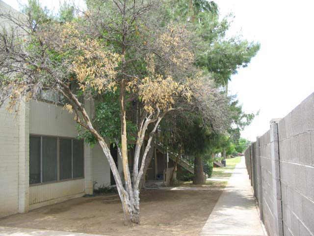 2413 W Hazelwood Ave. #80, Phoenix, AZ 85015