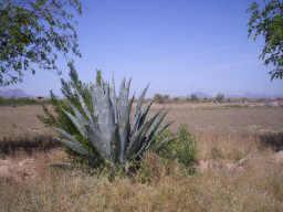 W Happy Lane Ave. #165, Wittmann, AZ 85361