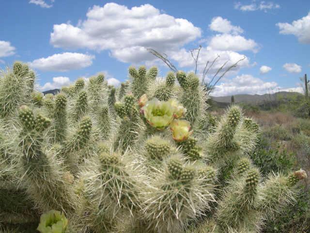 E Crisscross Way #3A, Cave Creek, AZ 85377