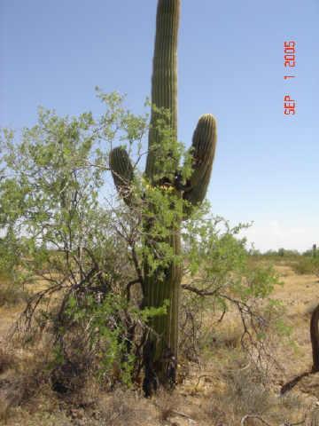 S Green #1e Rd. #1E, Maricopa, AZ 85239