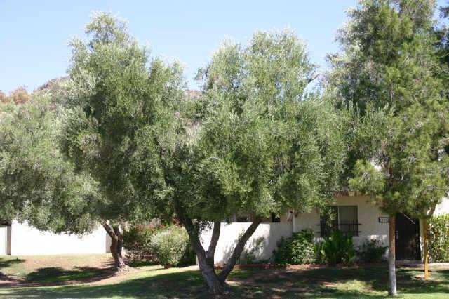 10202 N 7 Pl. #B, Phoenix, AZ 85020