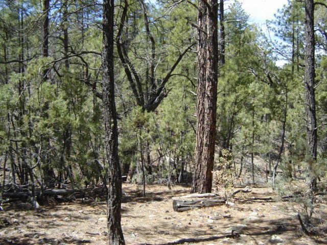28 Old Pine Tr., Christopher Creek, AZ 85541