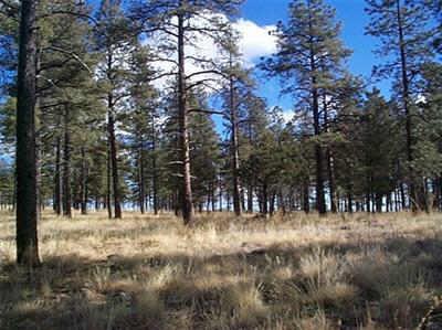 12 Flagstaff Mesa, Flagstaff, AZ 86001