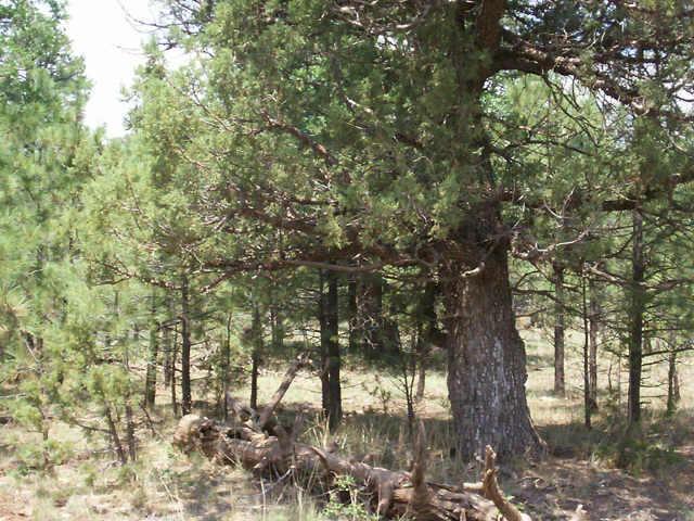 Clear Creek Dr. #52, Happy Jack, AZ 86024