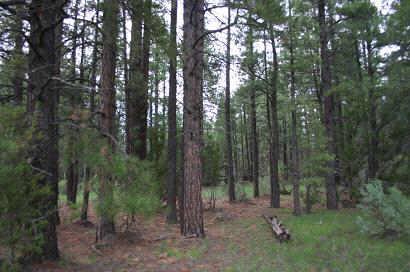 2917 Cedar Rd. #025A, Heber, AZ 85928