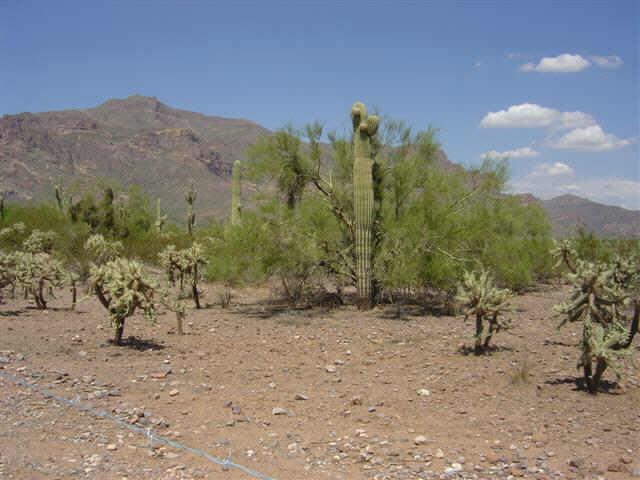 E Baseline Ave. #1S, Gold Canyon, AZ 85218