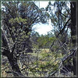 1 Bear Heights #052F, Heber, AZ 85928