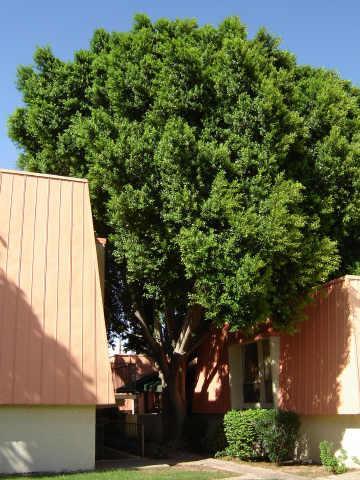 3416 N 44th St. #33, Phoenix, AZ 85018