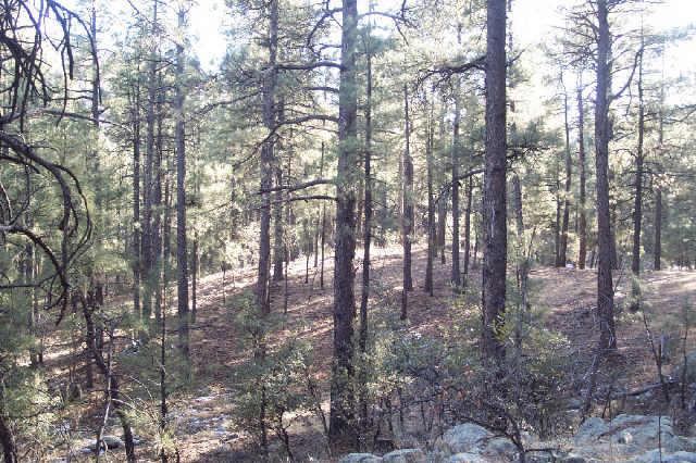 Off Walker/yellow Dog Rd., Prescott, AZ 86303