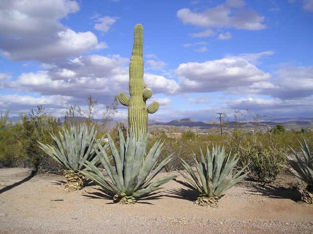 301 N Buckskin Ter., Wickenburg, AZ 85390