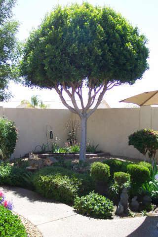 8717 W Escuda Dr., Peoria, AZ 85382