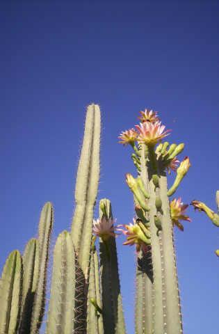 11086 W Torren Dr. #50, Arizona City, AZ 85223