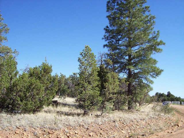 3641 Green Forest Dr. #43, Heber, AZ 85928