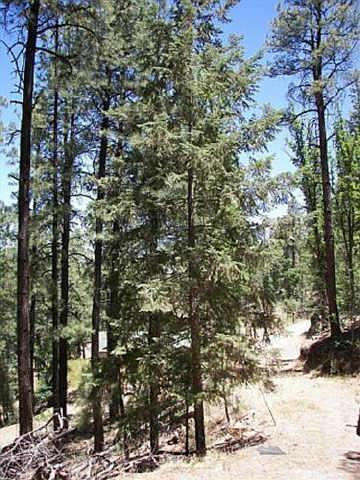 5445 E Gold Pan Way #5, Prescott, AZ 86303