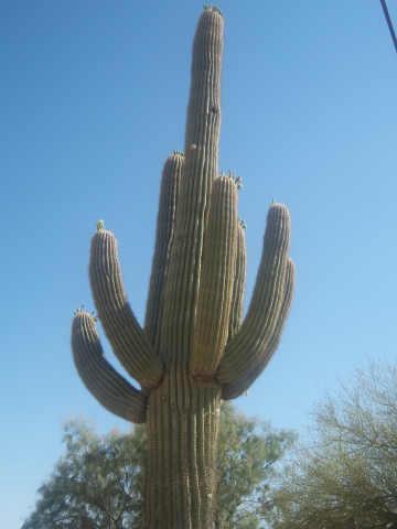 4937 N Main Dr., Apache Junction, AZ 85120