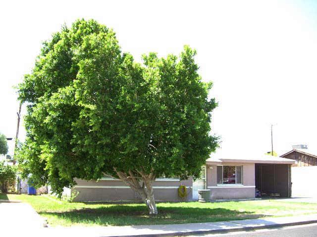 1629 W Alcott St., Mesa, AZ 85201