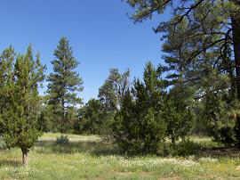 2945 Christmas Pine #182, Heber, AZ 85928