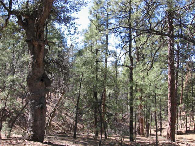E Pine Meadow Rd. #68, Prescott, AZ 86303