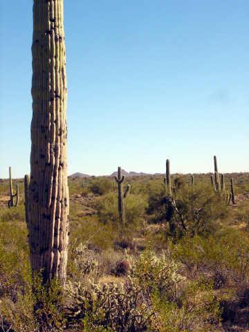 S Hwy60 7miles Sof Wcknburg Rd., Wickenburg, AZ 85390