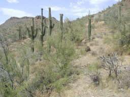 42 N 7th St. #na, Desert Hills, AZ 85086