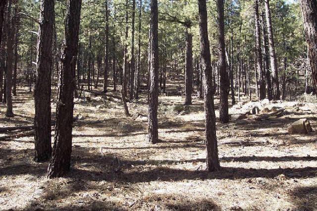 7425 S Big Bug Mesa Rd., Prescott, AZ 86303