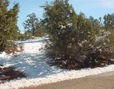 Canyon Wren, Sedona, AZ 86336