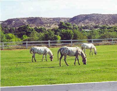 1738 Horseshoe Bend Rd., Camp Verde, AZ 86322