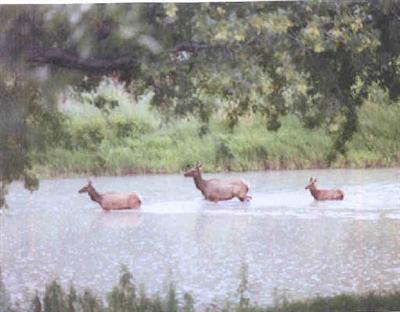 439 E Yaqui Cir., Camp Verde, AZ 86322