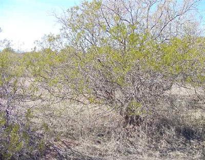 5940 Kramer Ct., Rimrock, AZ 86335