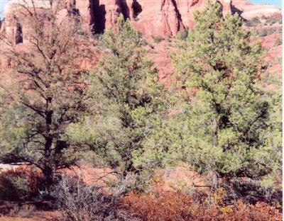 Ranch -gem Ct., Sedona, AZ 86351