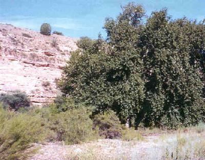 2950 Candler Dr., Cornville, AZ 86325