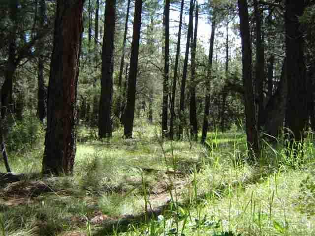 71U Rim Tr., Christopher Creek, AZ 85541