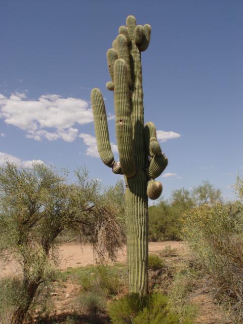 15406 E Lomas Verdes Dr. #1, Scottsdale, AZ 85262