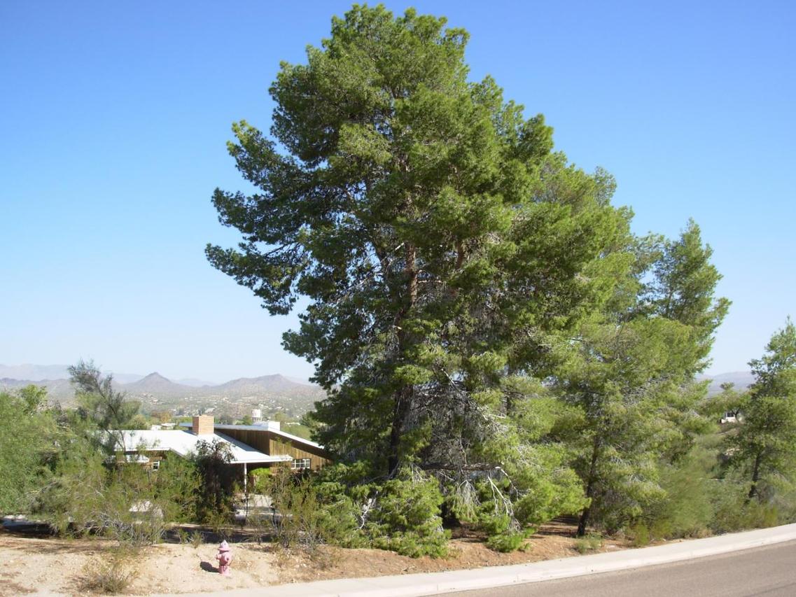 750 W Palo Verde Dr., Wickenburg, AZ 85390