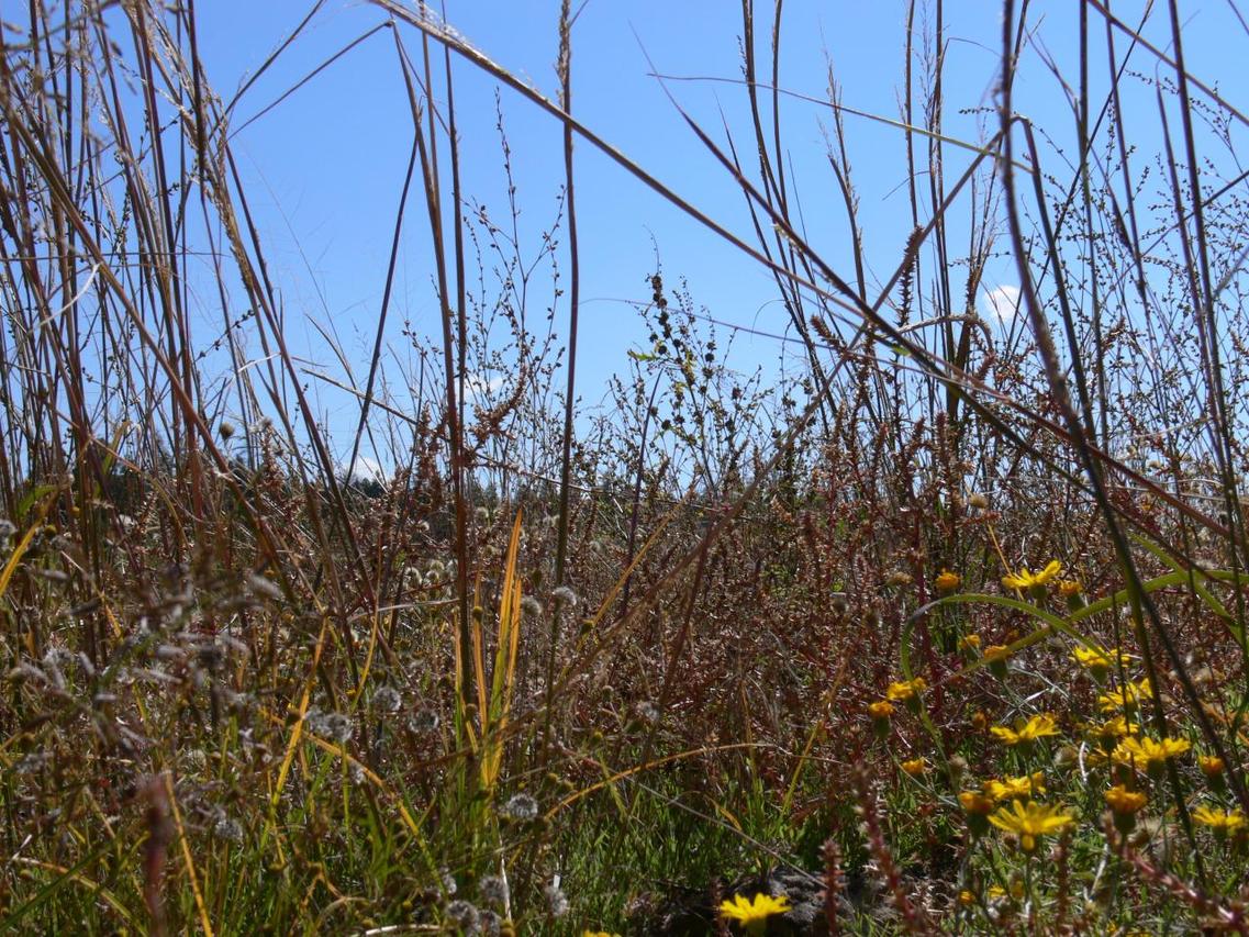 2983 Buckskin Canyon Rd. #001 S, Heber, AZ 85928