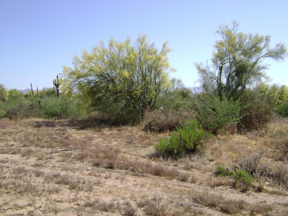 147th St E And Dale Ln. #1, Scottsdale, AZ 85262