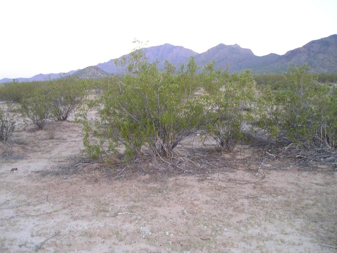 00 N Eagle Eye Rd. #37, Aguila, AZ 85320
