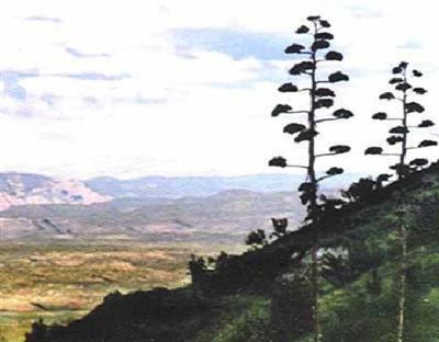 Palisades Dr., Clarkdale, AZ 86324