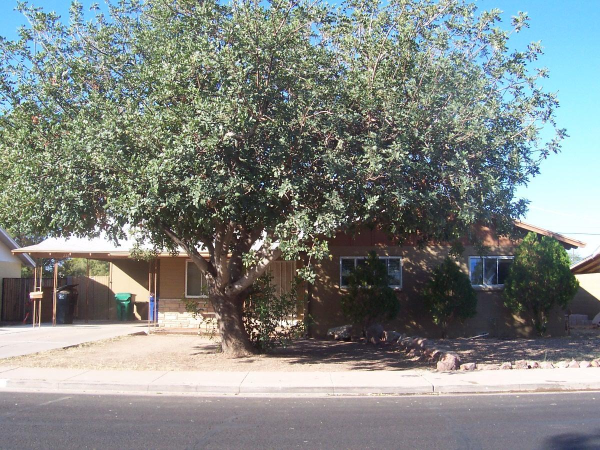 220 N Williams St., Mesa, AZ 85203