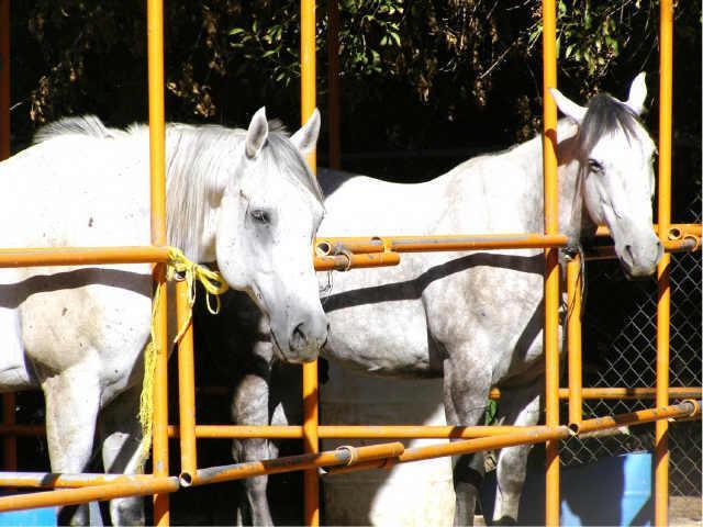 6421 S 11th St., Phoenix, AZ 85042