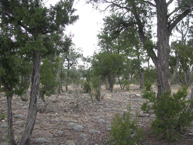 3318 Stonebridge #19, Heber, AZ 85928