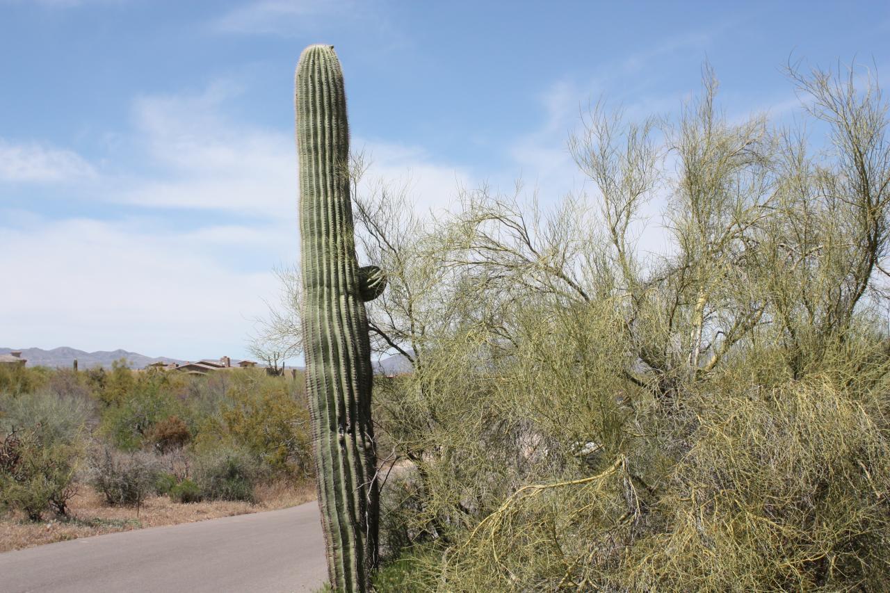 29607 N 141st St., Scottsdale, AZ 85262