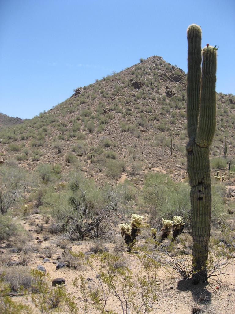 36003 N Via Tramonto #19, Phoenix, AZ 85086