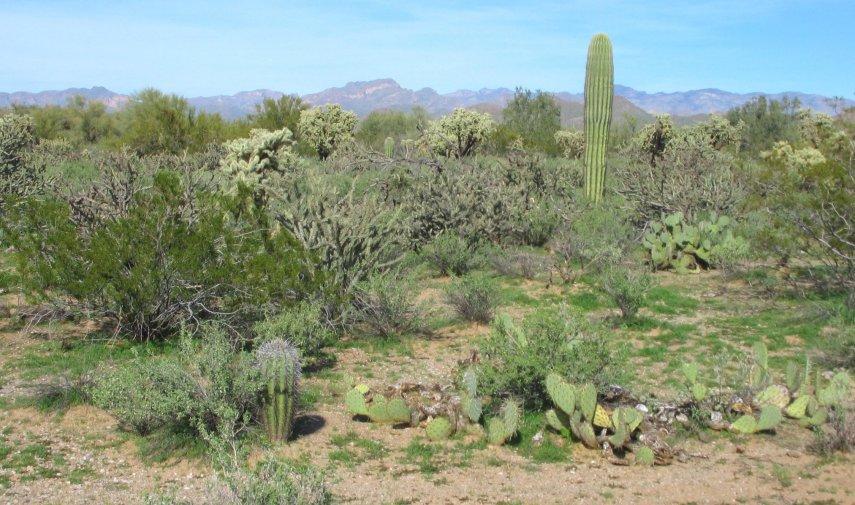 4000 N Deadmans Gulch Rd. #B, Florence, AZ 85232