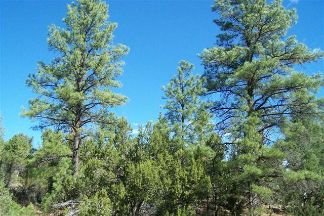 1946 Artists Draw #015D, Heber, AZ 85928