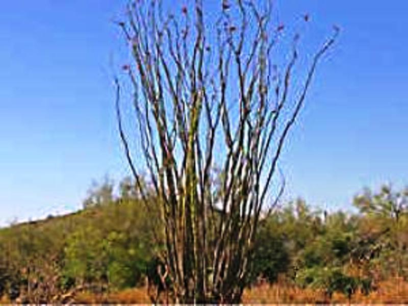 0000 N 158th St. #9, Scottsdale, AZ 85262