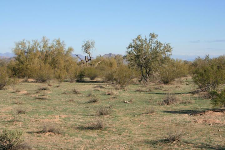 000 W Century Rd. #006, Maricopa, AZ 85239